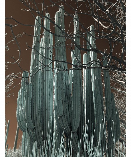 Shevaun Williams, OAXACA ETHNOBOTANICAL GARDEN 01
Silver Halide Print, 18 x 24 in. (45.7 x 61 cm)
SHEVY002
$800
Gallery staff will contact you 72 hours after purchase regarding any additional shipping costs.