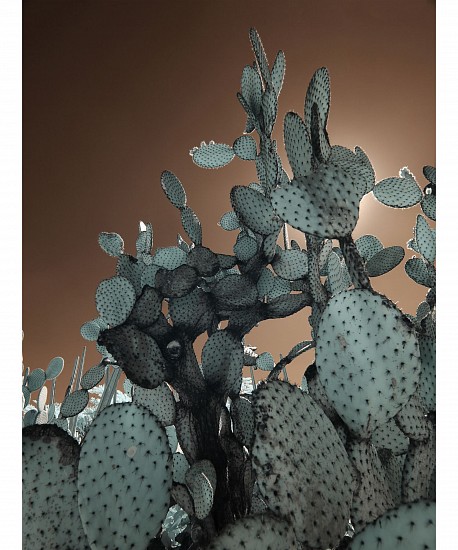 Shevaun Williams, OAXACA ETHNOBOTANICAL GARDEN 04
Silver Halide Print, 18 x 24 in. (45.7 x 61 cm)
SHEVY005
$800
Gallery staff will contact you 72 hours after purchase regarding any additional shipping costs.