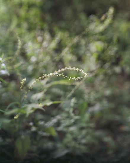 Janelle Lynch, Seeing Anew, Ed. 2/12, 2015
Photograph, 27 1/4 x 22 3/4 in. (69.2 x 57.8 cm)
LYN0003PH
$4,300
Gallery staff will contact you 72 hours after purchase regarding any additional shipping costs.