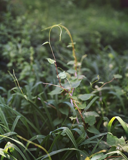 Janelle Lynch, Spring Tendrils, Ed. 2/12, 2016
Photograph, 27 1/4 x 22 3/4 in. (69.2 x 57.8 cm)
LYN0002PH
$4,300
Gallery staff will contact you 72 hours after purchase regarding any additional shipping costs.