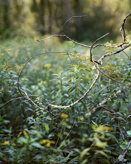 Janelle Lynch, Stream Loop, Ed. 1/6, 2016
Photograph, 45 1/8 x 37 1/8 in. (114.6 x 94.3 cm)
LYN0006PH
$6,500
Gallery staff will contact you 72 hours after purchase regarding any additional shipping costs.